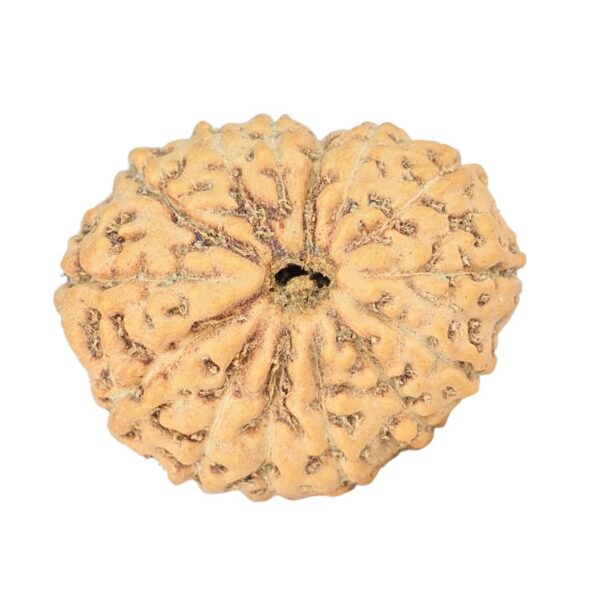 14 Mukhi Rudraksha 19.1mm 1.56gm - Rudraksha