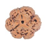 3 Mukhi Rudraksha 21.1mm 3.6gm - Rudraksha