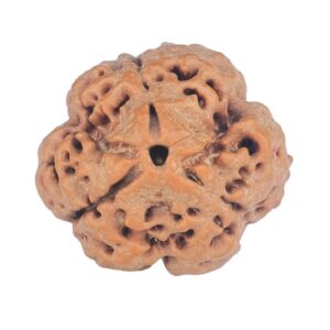 3 Mukhi Rudraksha 21.1mm 3.6gm - Rudraksha