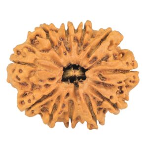 11 Mukhi Rudraksha 32.9mm 6gm - Rudraksha