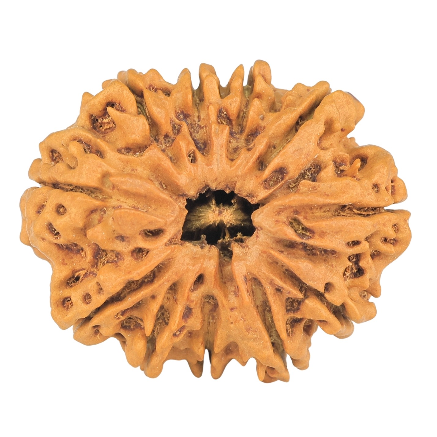11 Mukhi Rudraksha 32.9mm 6gm - Rudraksha