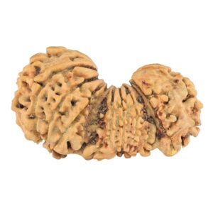 15 Mukhi Trijuti 31.8mm 2.35gm - Rudraksha