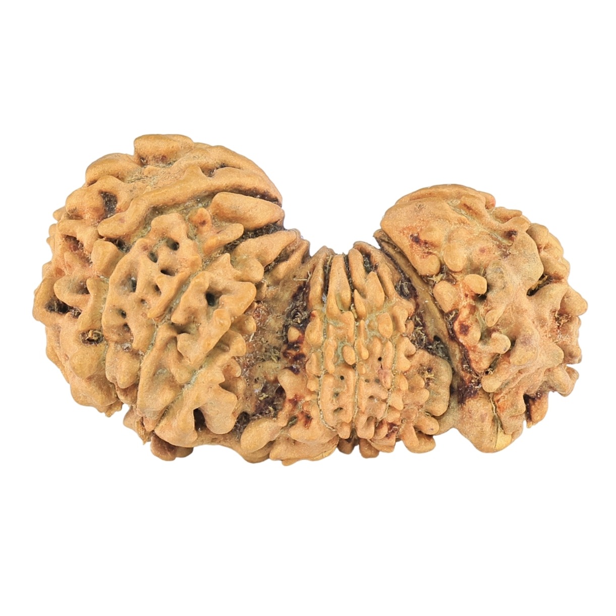 15 Mukhi Trijuti 31.8mm 2.35gm - Rudraksha