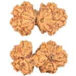 9 Mukhi Mini Trijuti 32mm 5gm - Rudraksha