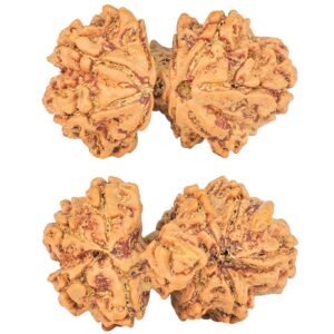 9 Mukhi Mini Trijuti 32mm 5gm - Rudraksha