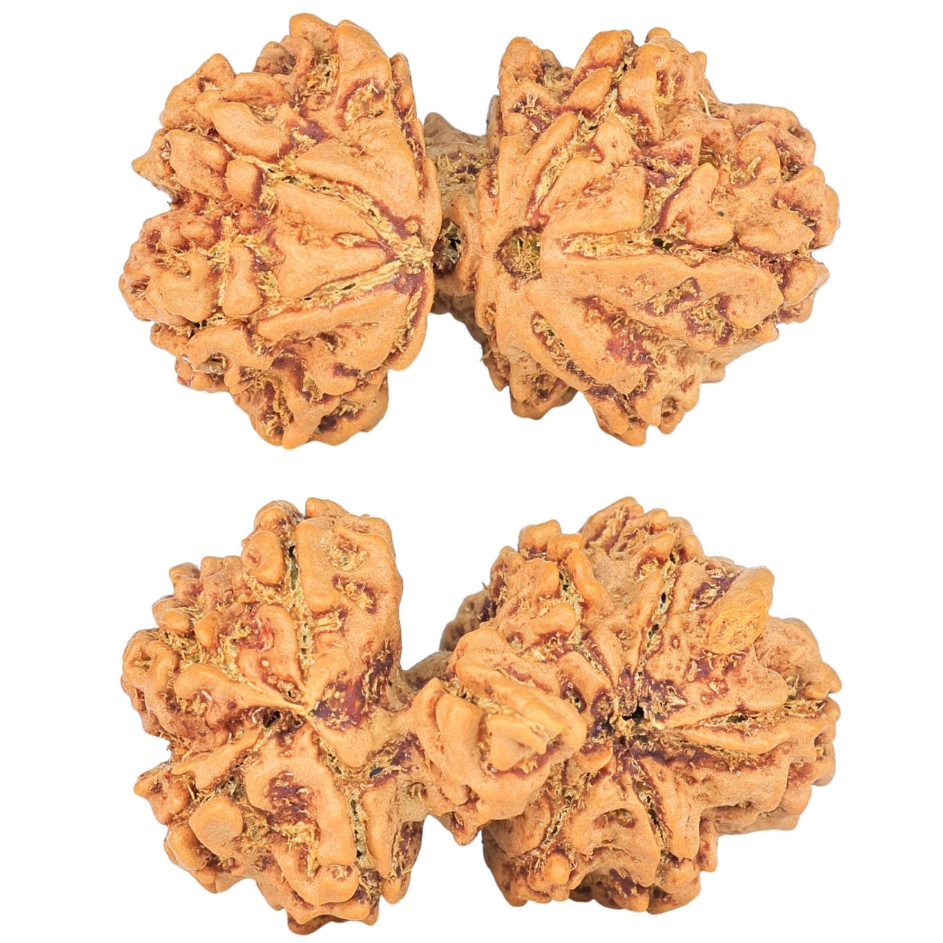 9 Mukhi Mini Trijuti 32mm 5gm - Rudraksha