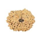 14 Mukhi Rudraksha 17.9mm 1.12gm - Rudraksha