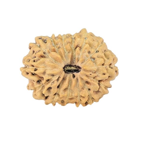 14 Mukhi Rudraksha 17.9mm 1.12gm - Rudraksha