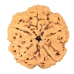 5 Mukhi Rudraksha 29mm 8.23gm - Rudraksha