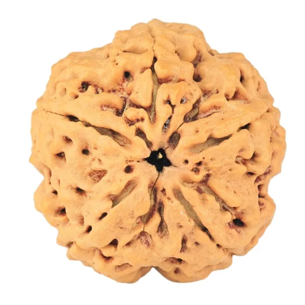 5 Mukhi Rudraksha 29mm 8.23gm - Rudraksha