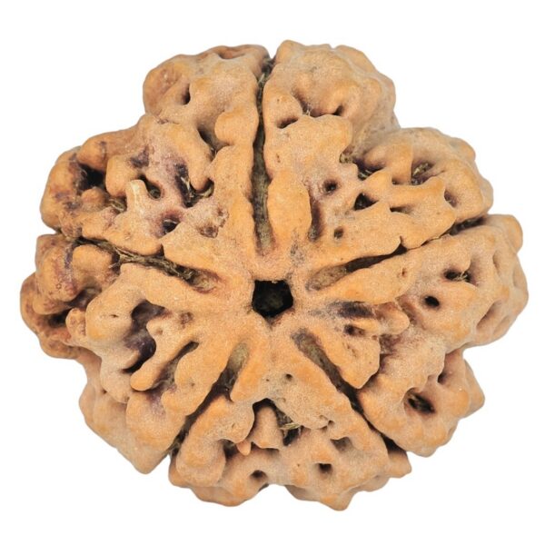 5 Mukhi Rudraksha 29.1mm 7.4gm - Rudraksha