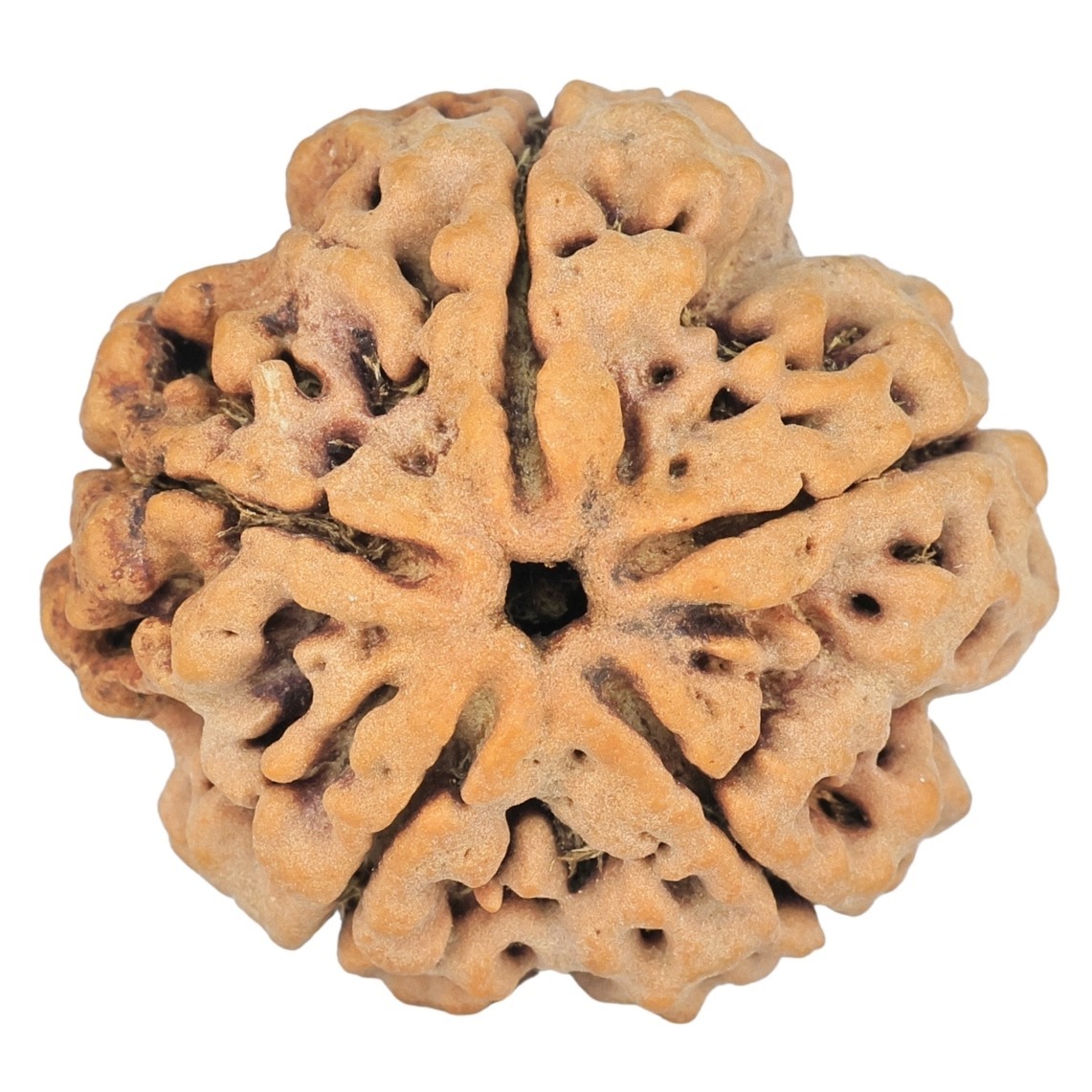 5 Mukhi Rudraksha 29.1mm 7.4gm - Rudraksha
