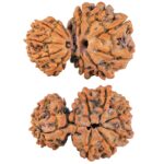 11 Mukhi Garbhgauri 28.4mm 4.41gm - Rudraksha