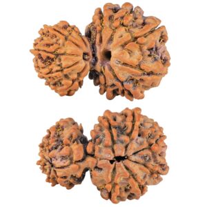 11 Mukhi Garbhgauri 28.4mm 4.41gm - Rudraksha
