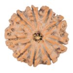 9 Mukhi Rudraksha 24.8mm 4.86gm - Rudraksha