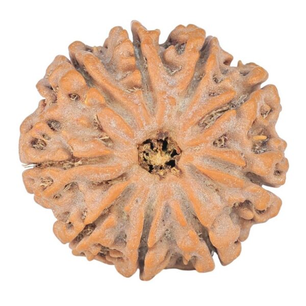 9 Mukhi Rudraksha 24.8mm 4.86gm - Rudraksha