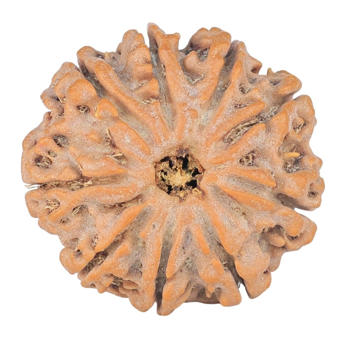 9 Mukhi Rudraksha 24.8mm 4.86gm - Rudraksha