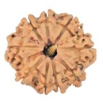 9 Mukhi Rudraksha 23.7mm 3.34gm - Rudraksha