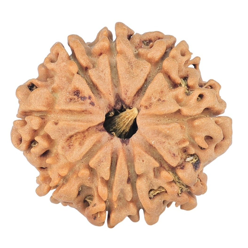 9 Mukhi Rudraksha 23.7mm 3.34gm - Rudraksha