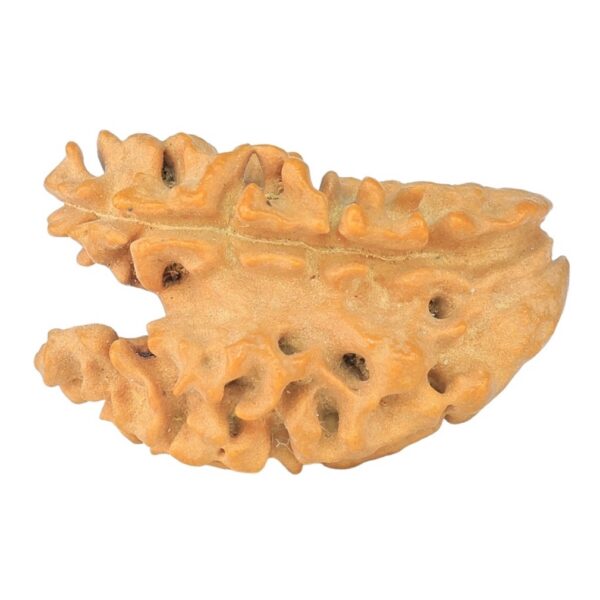 1 + 1 Mukhi Rudraksha 22mm 1.2gm - Rudraksha