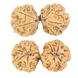 10 Mk Gaurishankar 44.6mm 8.32gm - Rudraksha