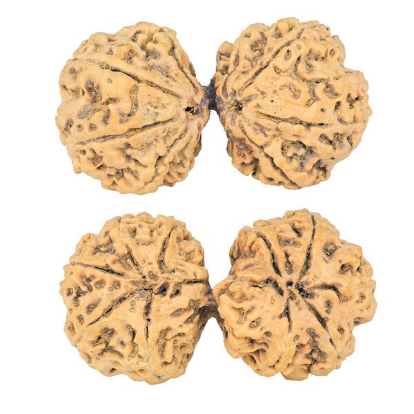 10 Mk Gaurishankar 44.6mm 8.32gm - Rudraksha