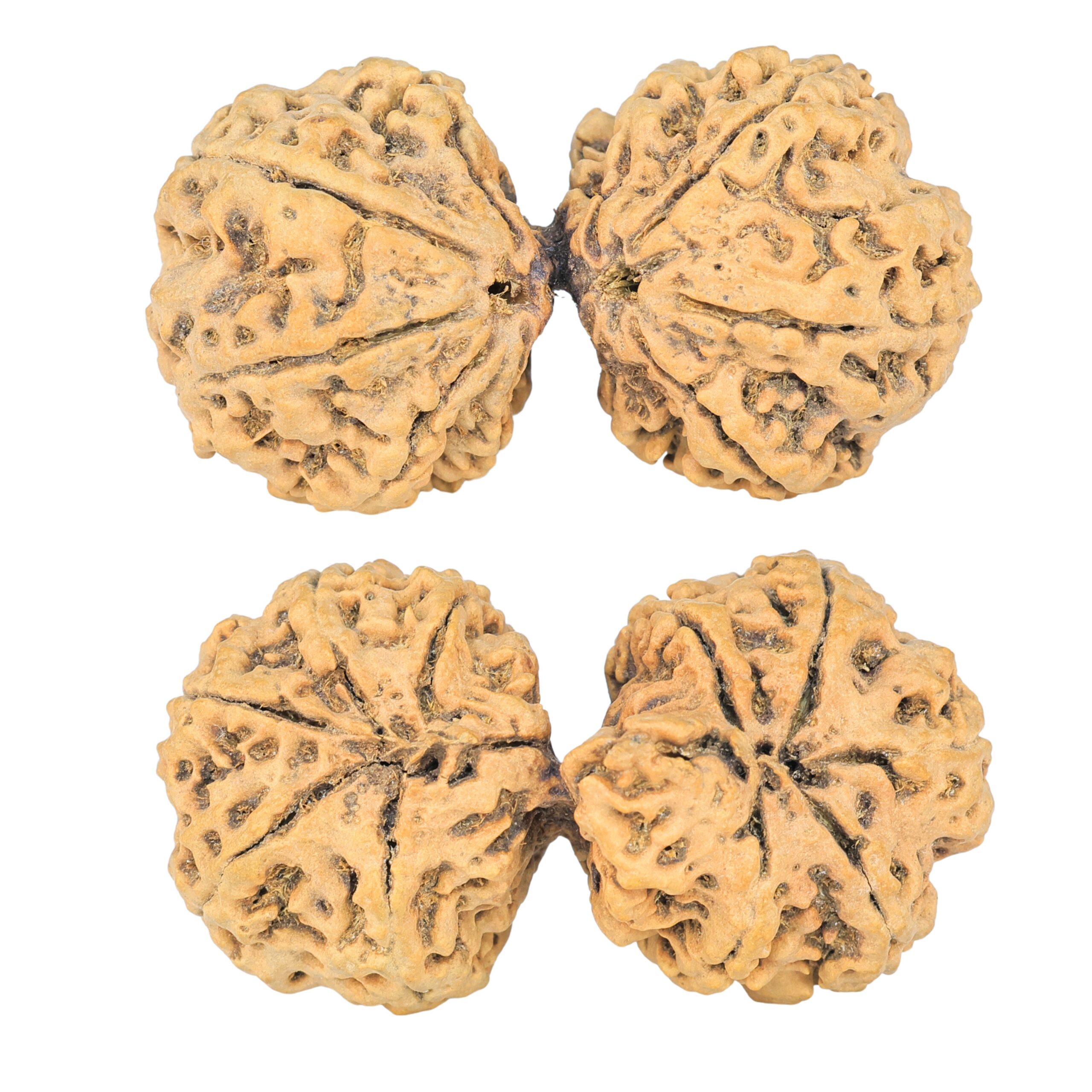 10 Mk Gaurishankar 44.6mm 8.32gm - Rudraksha