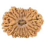 16 Mukhi Rudraksha 33.2mm 5.29gm - Rudraksha