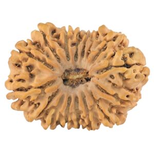 16 Mukhi Rudraksha 33.2mm 5.29gm - Rudraksha