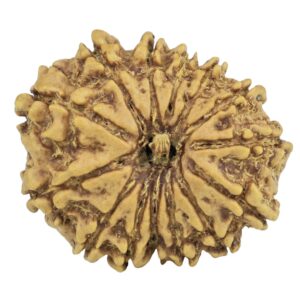 14 Mukhi Rudraksha 24.8mm 3.22gm - Rudraksha