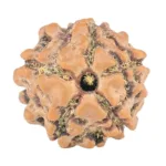 5 Mukhi Rudraksha 11.8mm 0.69gm - Rudraksha