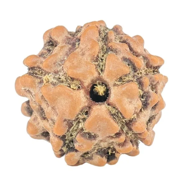 5 Mukhi Rudraksha 11.8mm 0.69gm - Rudraksha
