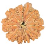 9 Mukhi Ganesh 22.4mm 3.56gm - Rudraksha