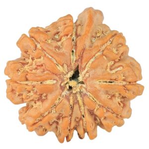 9 Mukhi Ganesh 22.4mm 3.56gm - Rudraksha