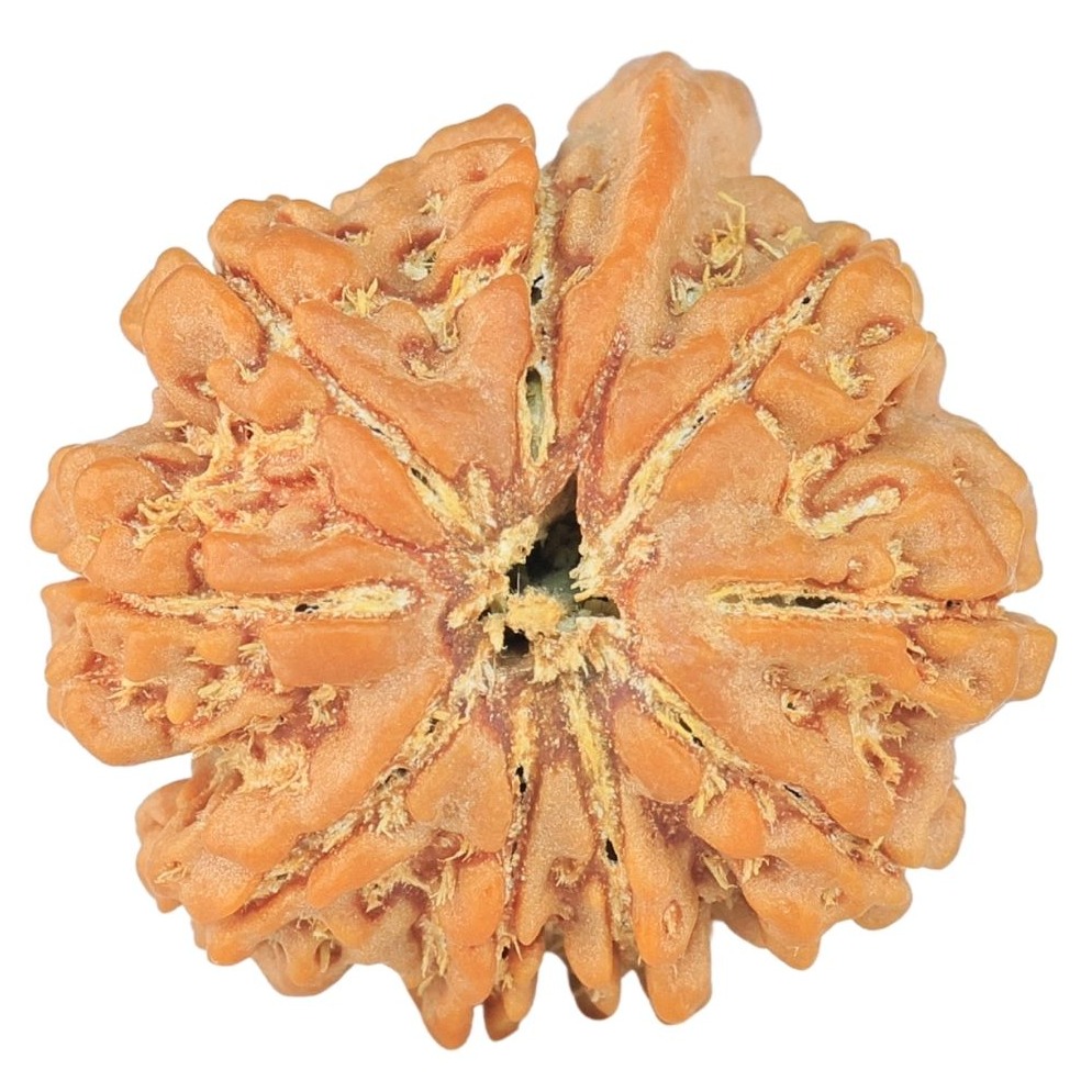9 Mukhi Ganesh 22.4mm 3.56gm - Rudraksha