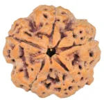 5 Mukhi Rudraksha 29mm 8.27gm - Rudraksha