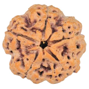 5 Mukhi Rudraksha 29mm 8.27gm - Rudraksha