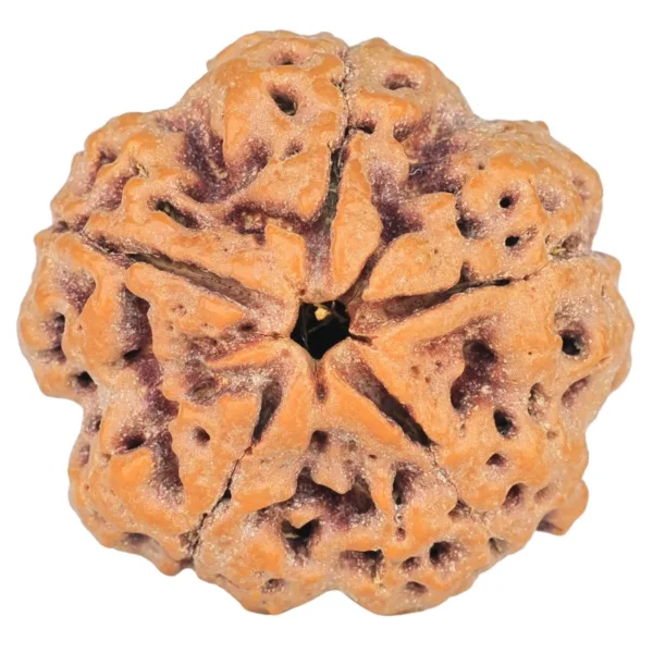 5 Mukhi Rudraksha 29mm 8.27gm - Rudraksha
