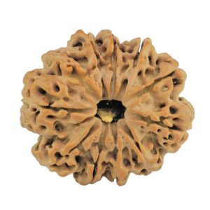 11 Mukhi Rudraksha 28.7mm 5.67gm - Rudraksha