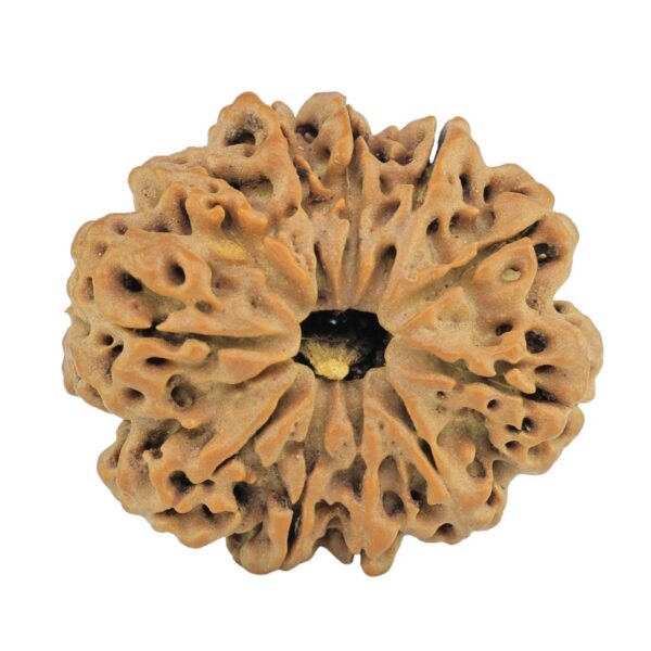 11 Mukhi Rudraksha 28.7mm 5.67gm - Rudraksha