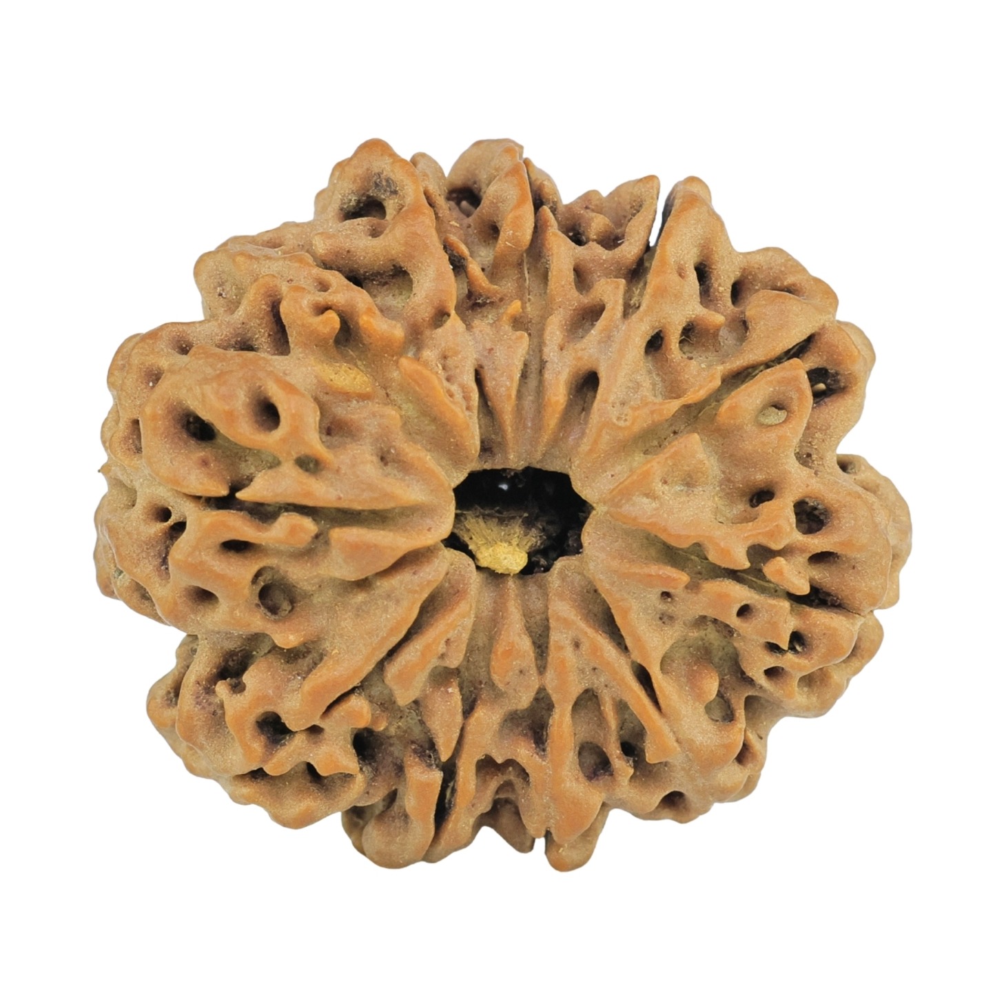 11 Mukhi Rudraksha 28.7mm 5.67gm - Rudraksha