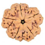 5 Mukhi Rudraksha 29.6mm 8.31gm - Rudraksha