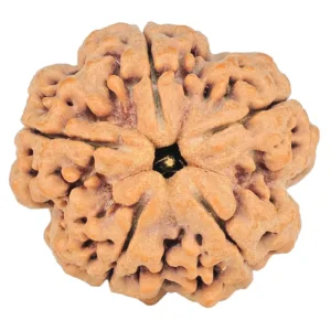 5 Mukhi Rudraksha 29.6mm 8.31gm