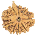 9 Mukhi Ganesh 27mm 4.06gm - Rudraksha