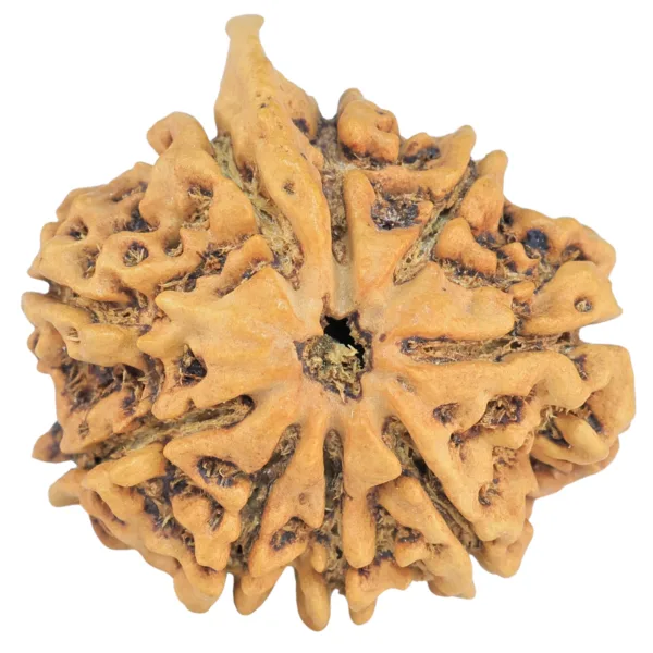 9 Mukhi Ganesh 27mm 4.06gm - Rudraksha