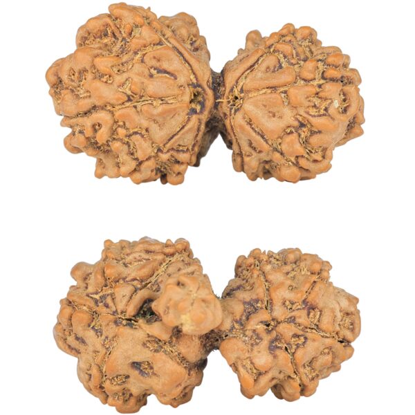 10 Mukhi Mini Trijuti 31.8mm 4.67gm - Rudraksha