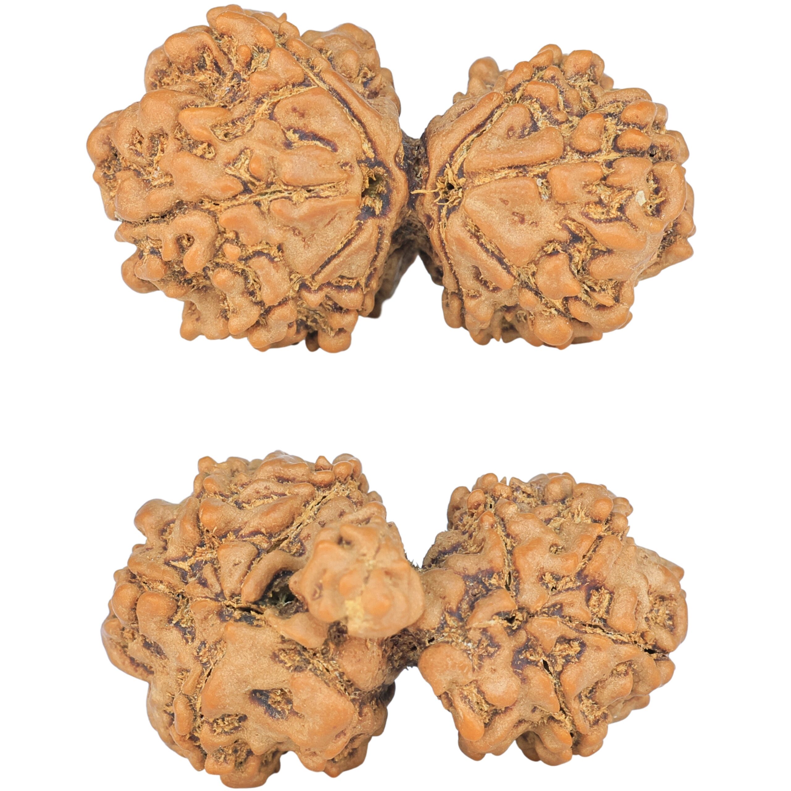10 Mukhi Mini Trijuti 31.8mm 4.67gm - Rudraksha