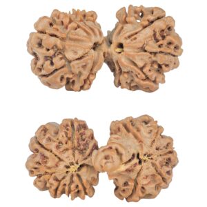 13 Mukhi Mini Trijuti 32.5mm 4.82gm - Rudraksha