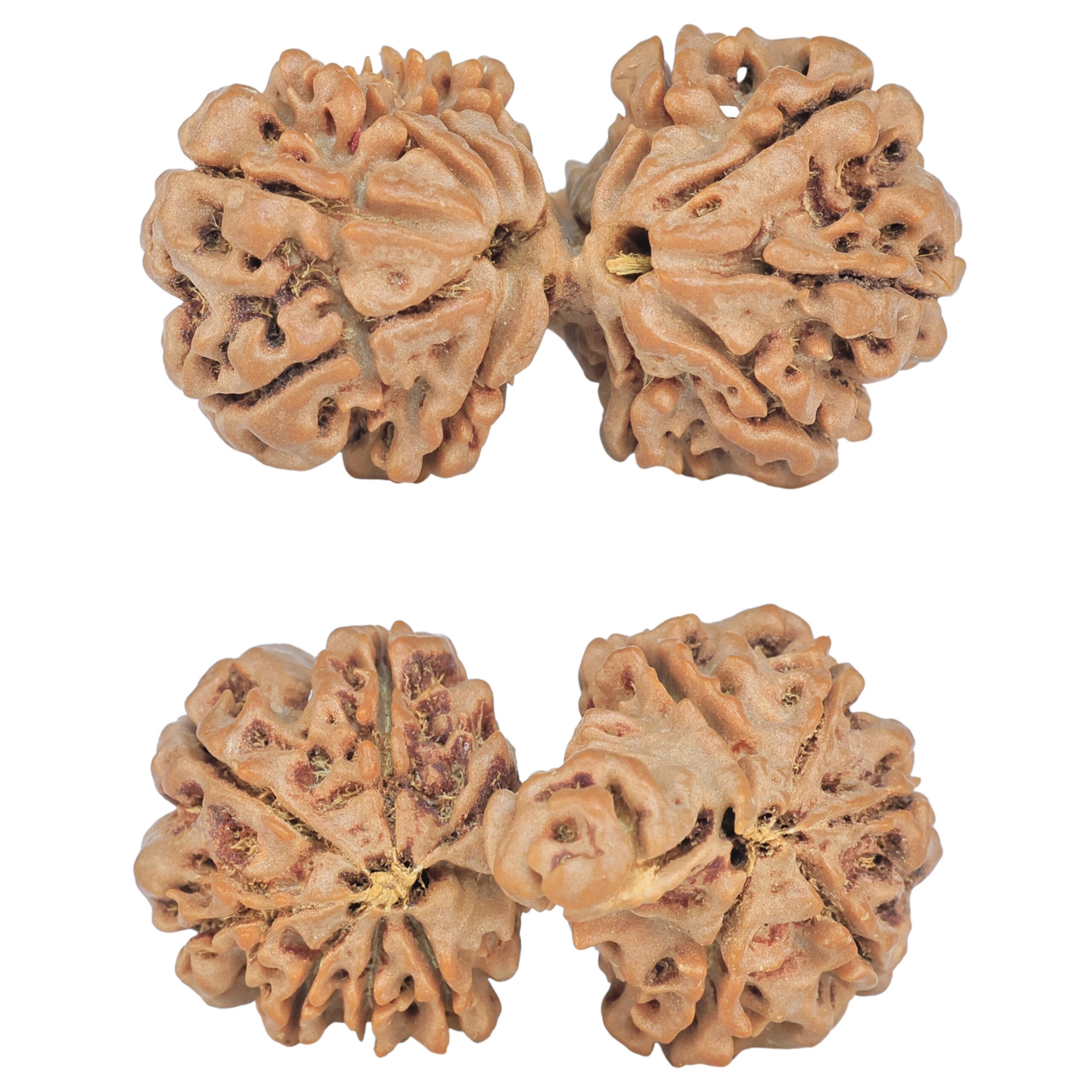 13 Mukhi Mini Trijuti 32.5mm 4.82gm - Rudraksha