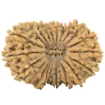 21 Mukhi Rudraksha 30.8mm 4.1gm - Rudraksha